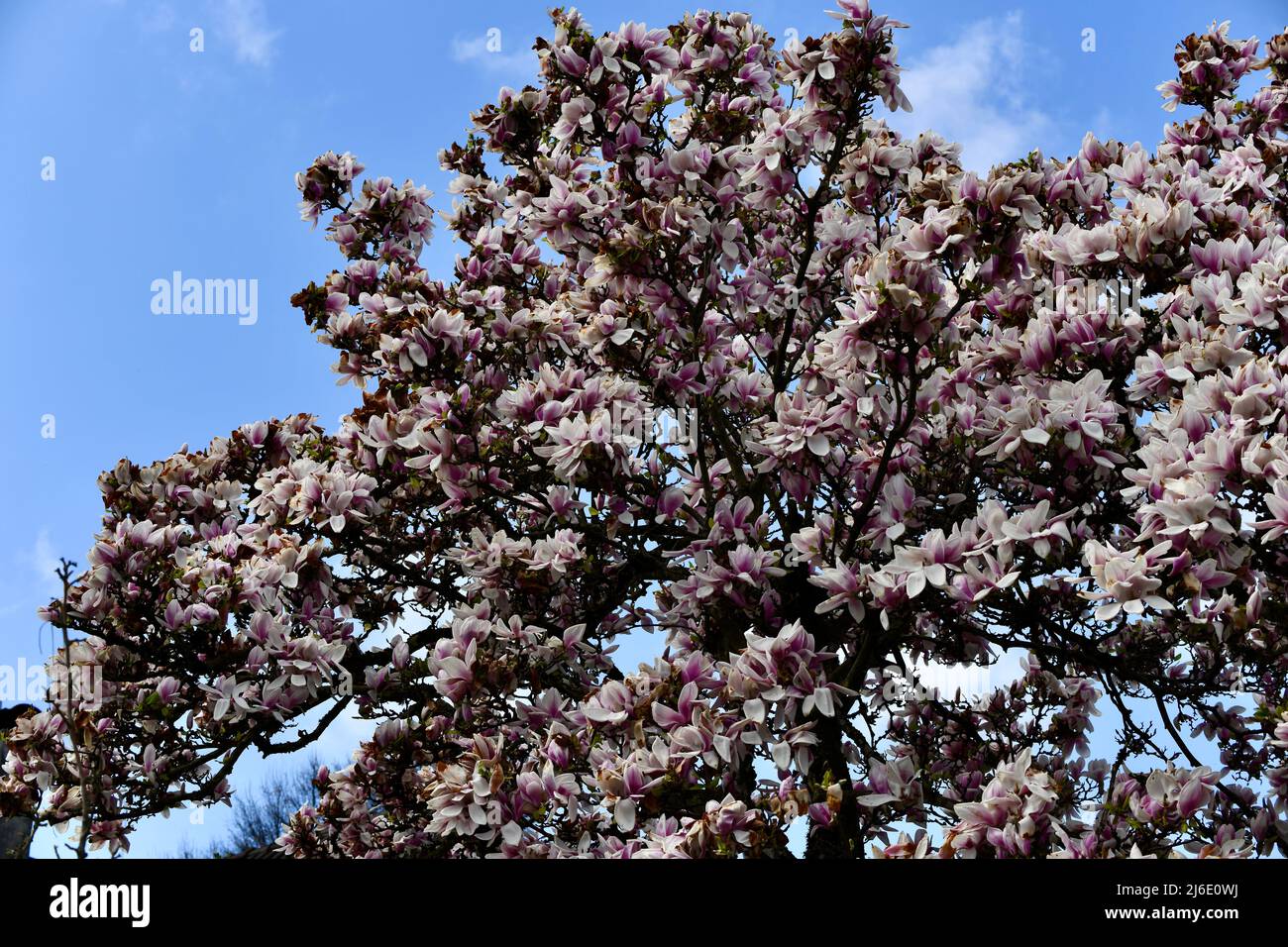rosa blühender Magnolienbaum - Magnolie - gegen den blauen Himmel Stock Photo