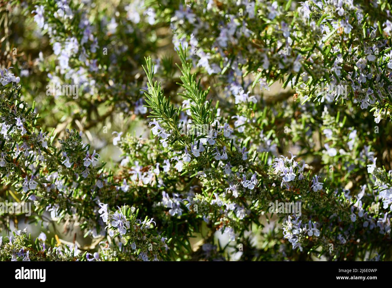 Salvia rosmarinus- riesiger blühender Rosmarinstrauch Stock Photo