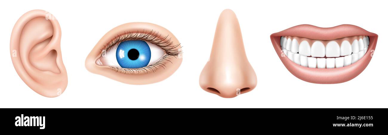 Realistic Human Face Parts Or Sensory Organs Set Body Parts Eye Ear Nose Lip Vector Isolated 
