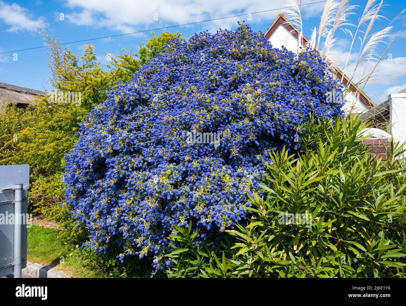 Californian lilac (Ceanothus), a bush with blue flowers growing in Spring in West Sussex, England, UK. Stock Photo