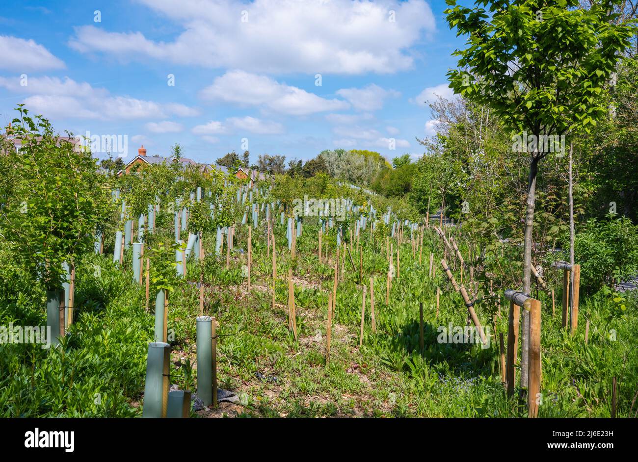 Newly planted tree saplings with tree guards to protect the new trees while growing, in Spring in the UK. Stock Photo