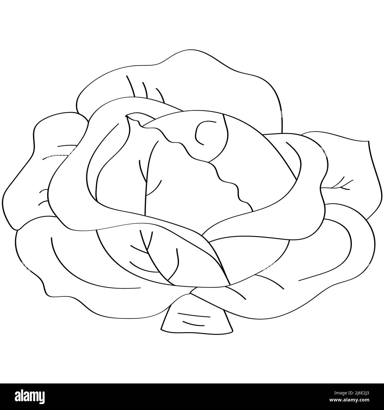 Cabbage Drawing Vector Images over 6300