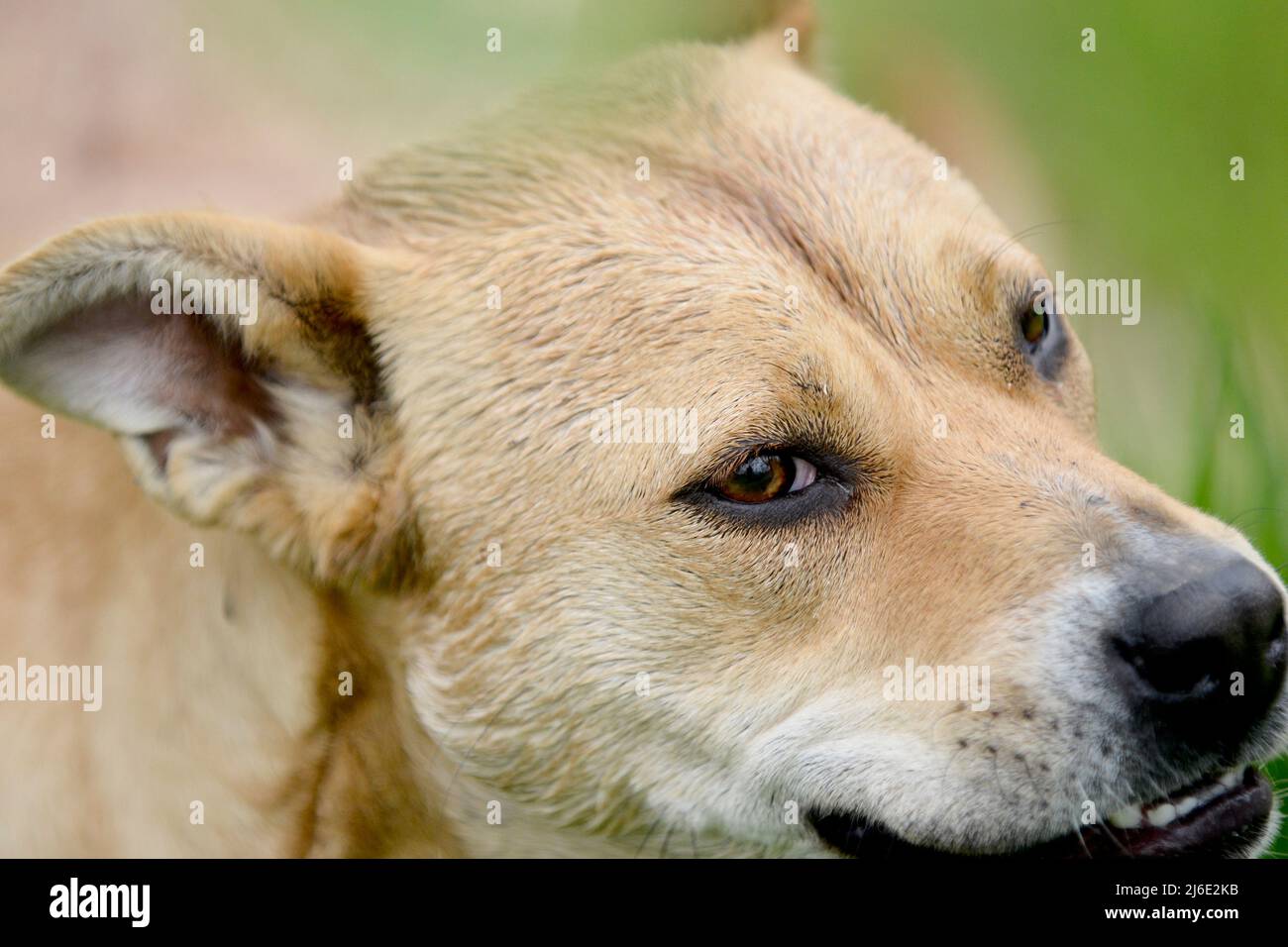 Angry mixed breed staffy dog ,headshot Stock Photo - Alamy
