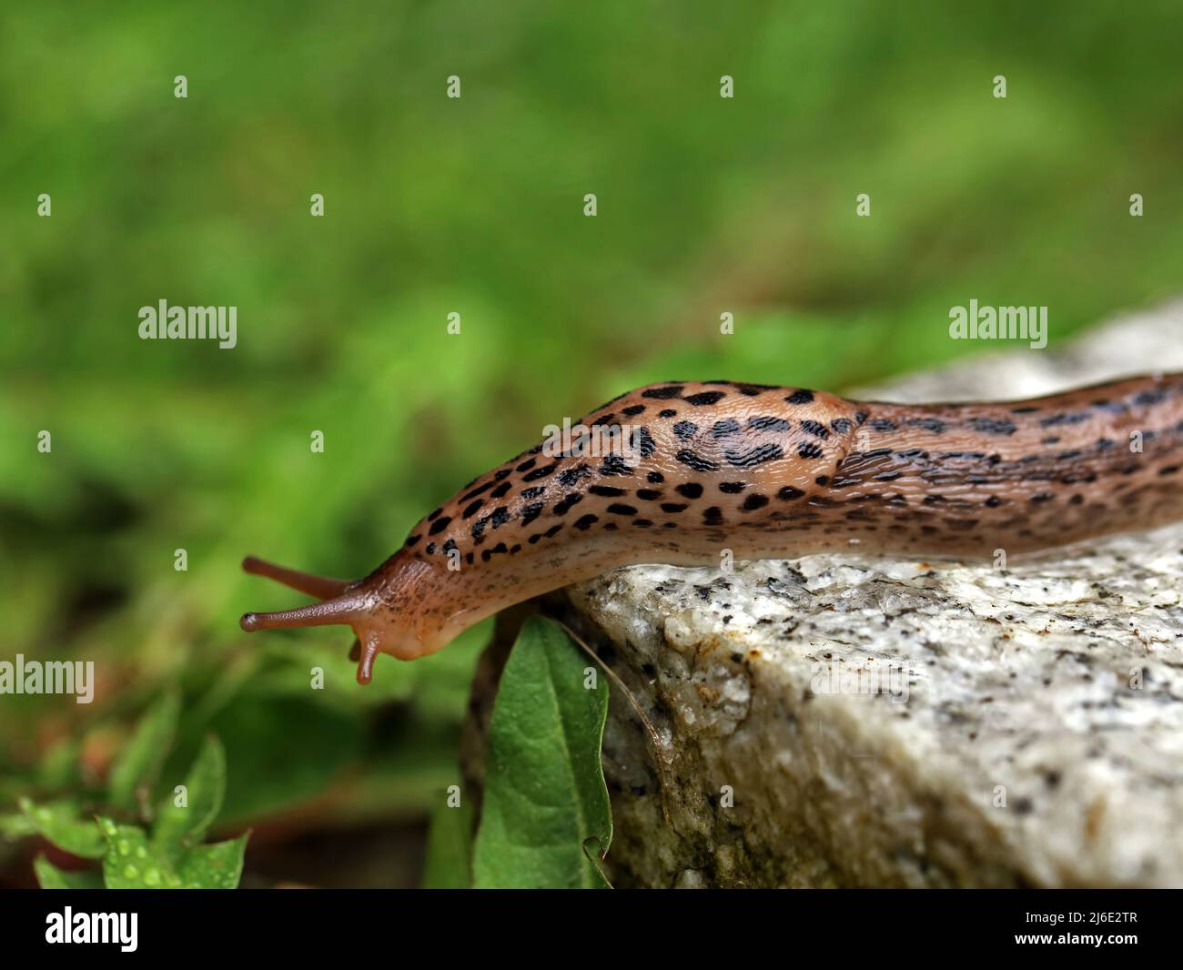 Leopard Slug or great greay slug, Limax maximus, crawling on granite stone in the garden on a rainy day Stock Photo