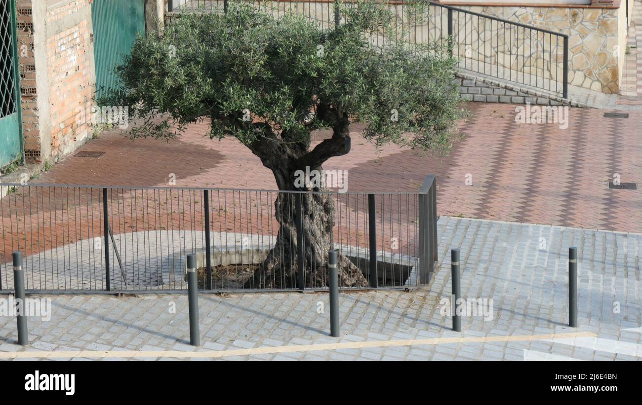 Old olive tree behind iron fence in Andalusian village Stock Photo
