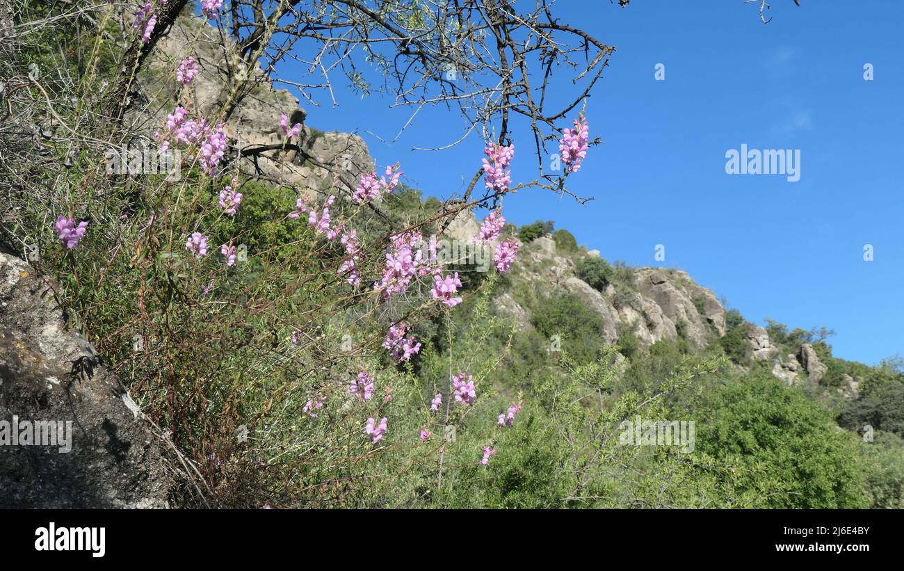 Common pink wild snapdragon and almond tree in Andalusian countryside Stock Photo