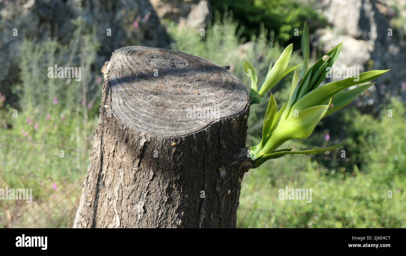 Fresh green new shoot on tree stump in Andalusian countryside Stock Photo