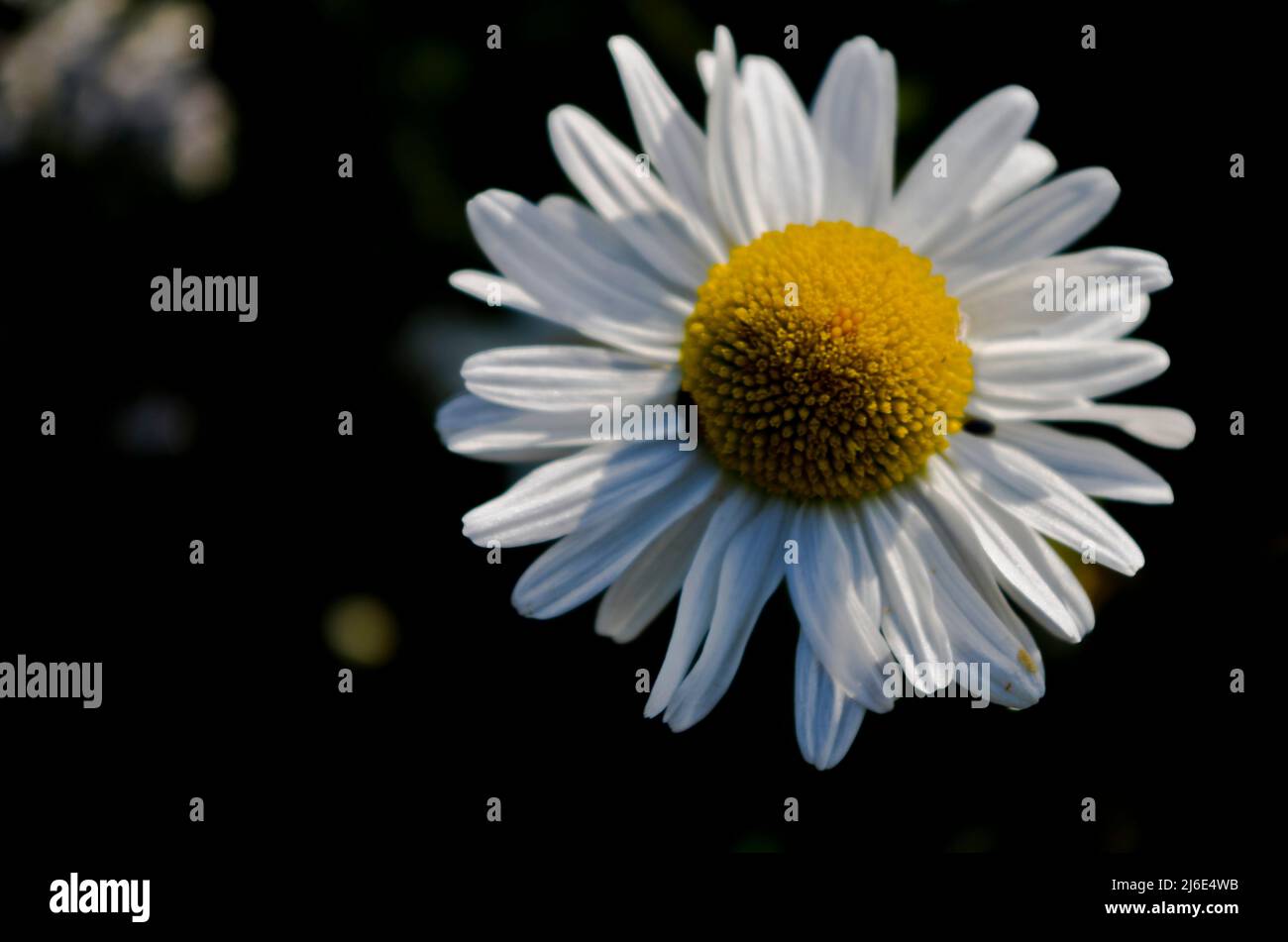 British flora hi-res stock photography and images - Alamy