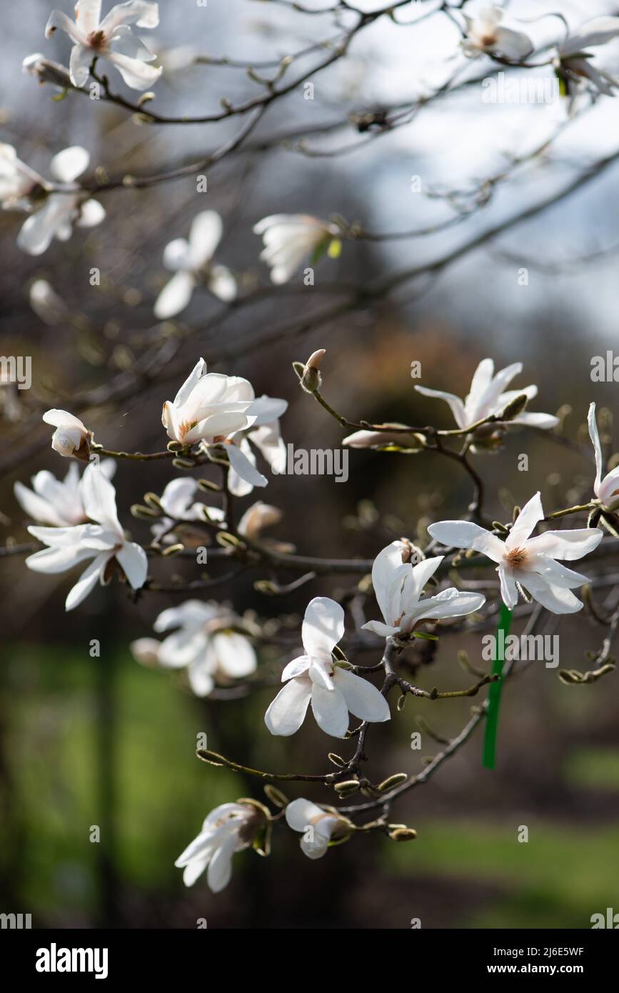 White Magnolia flowers on the branches close up. Stock Photo