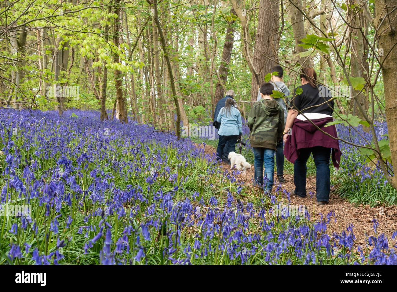 A family on a walk through the bluebell woods near Worfiled in Shropshire, UK Stock Photo