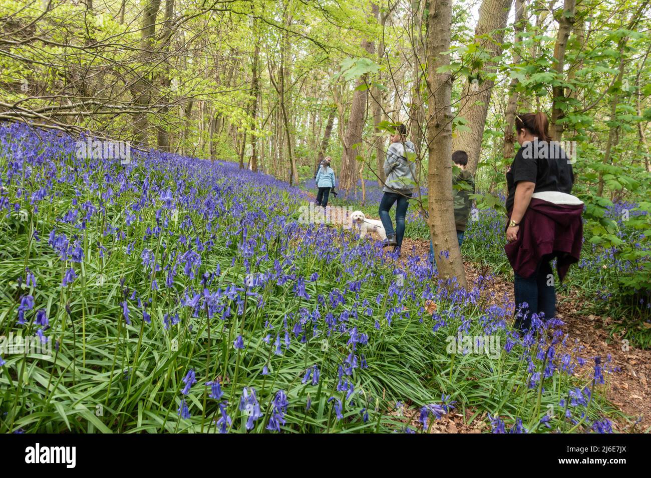 A family on a walk through the bluebell woods near Worfiled in Shropshire, UK Stock Photo