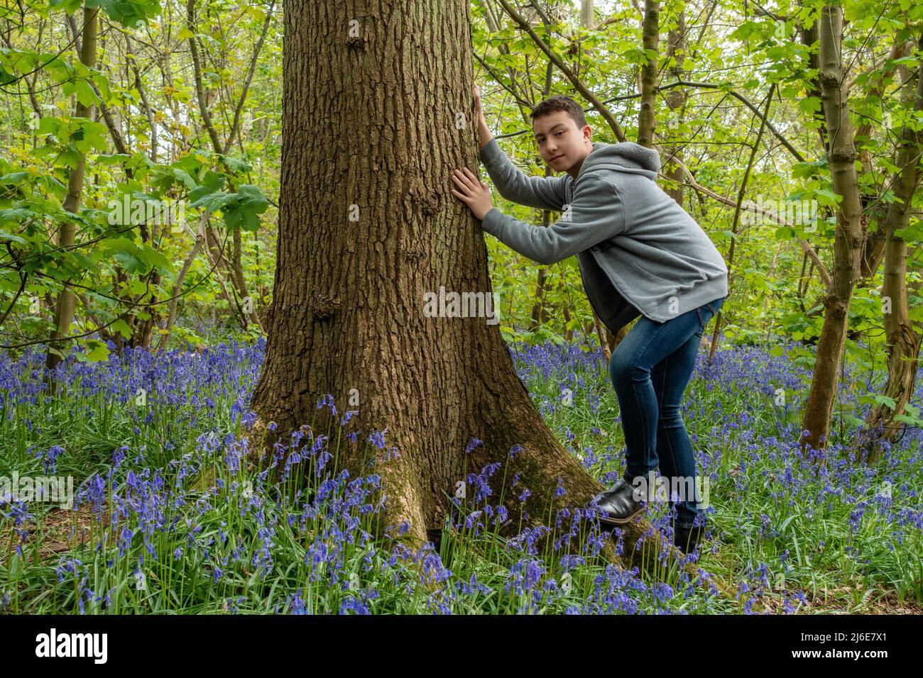 A portrait of a boy in the bluebell woods at Worfield in Shropshire, UK Stock Photo