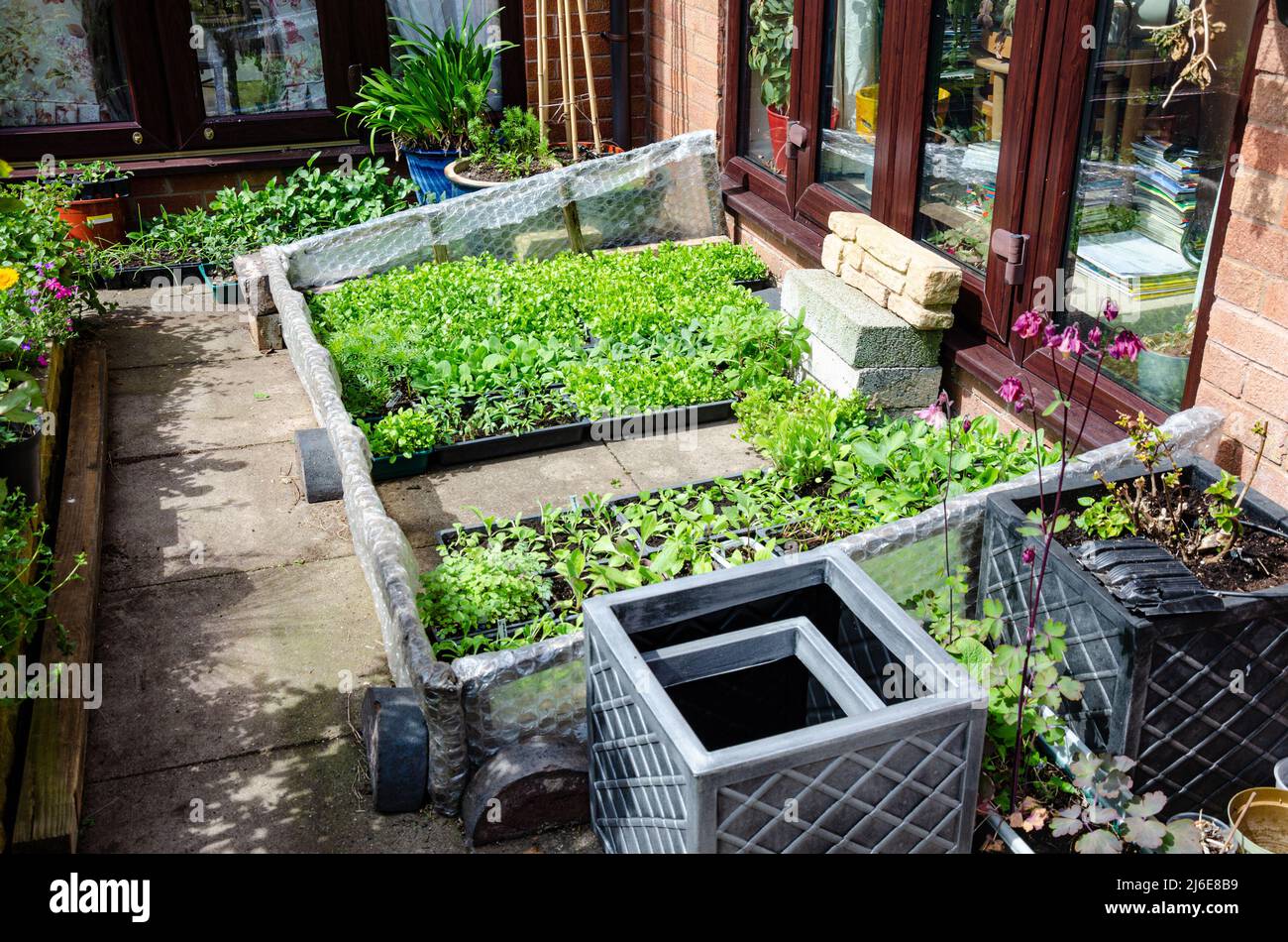 Seed trays with young plants in a hoe made cold frame, improvised out of wooden battens and bubble wrap on a patio in a garden. Stock Photo
