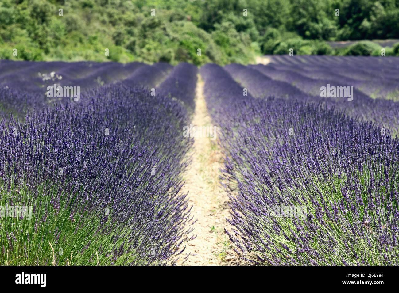 Selective focus on first rows of lavender spikelets in long lines of planting lavender on cultivated field. Vaucluse, Provence, France Stock Photo