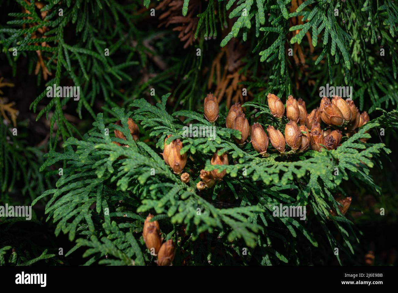 Ripe thuja seeds on a green branch. Gardening and plant propagation. Coniferous trees. Stock Photo