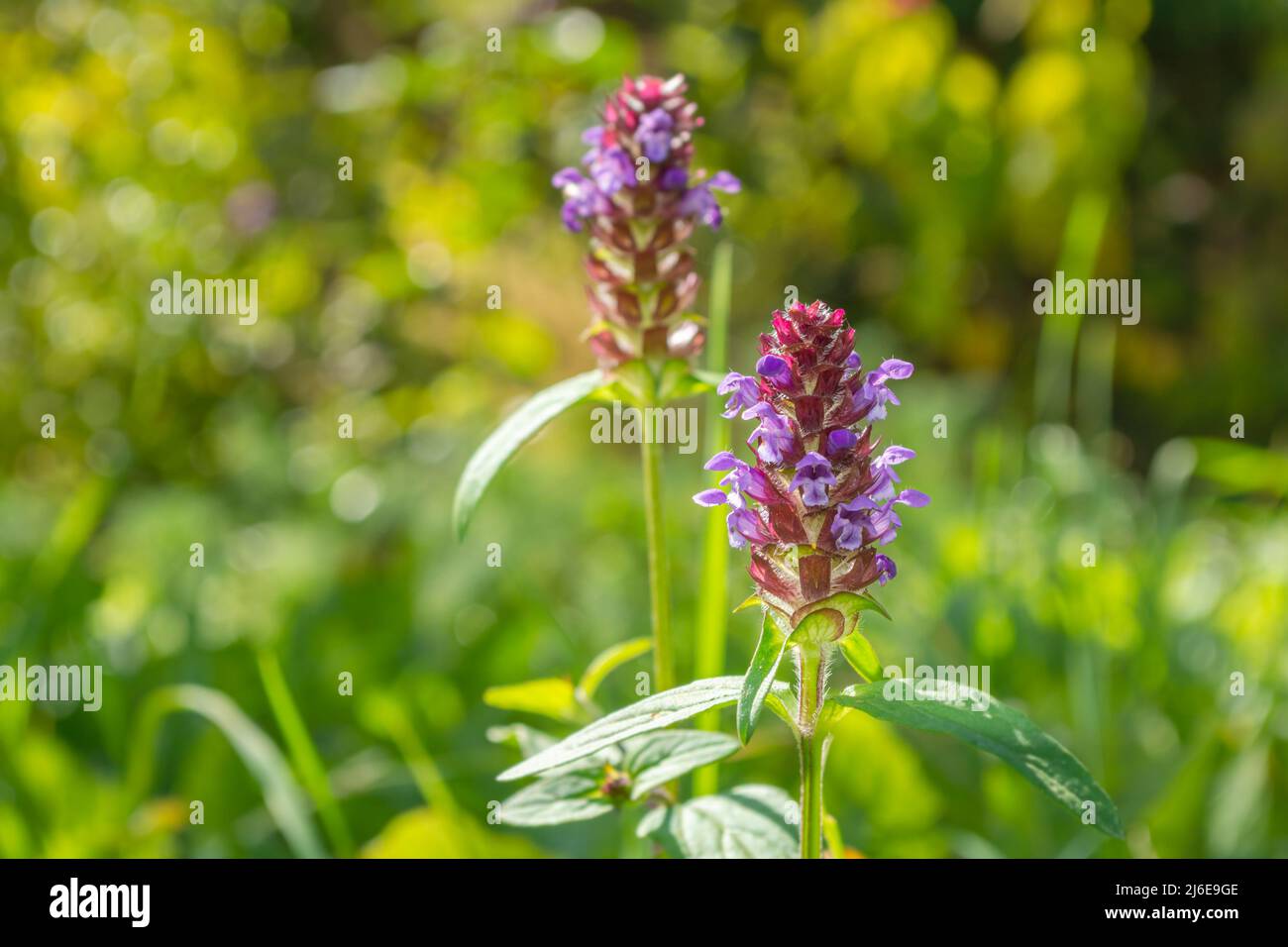 Betonica officinalis, a perennial herbaceous plant. Medicinal plants and herbs, botany. Flowers close-up. Summer background. Stock Photo
