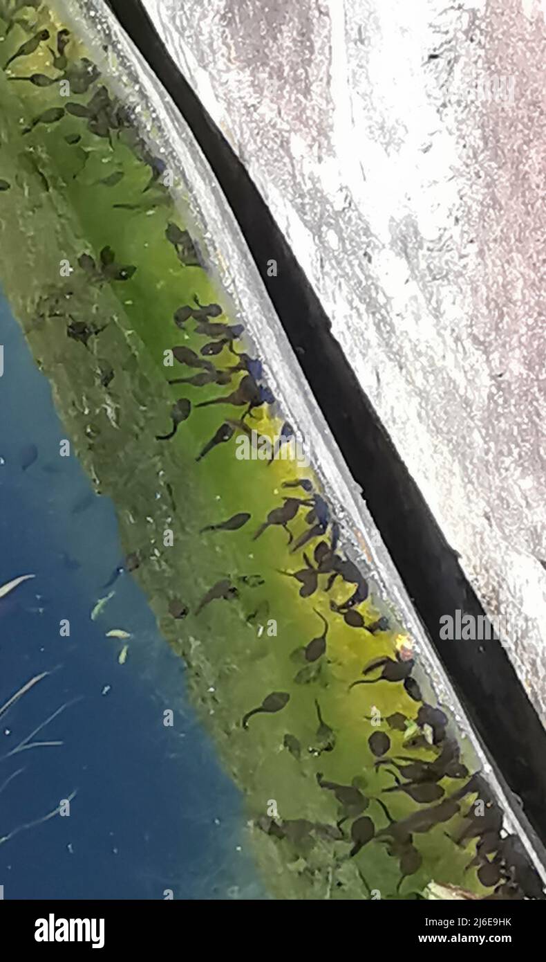 Lots of tadpoles gathered at side of pond with space for copy Stock Photo