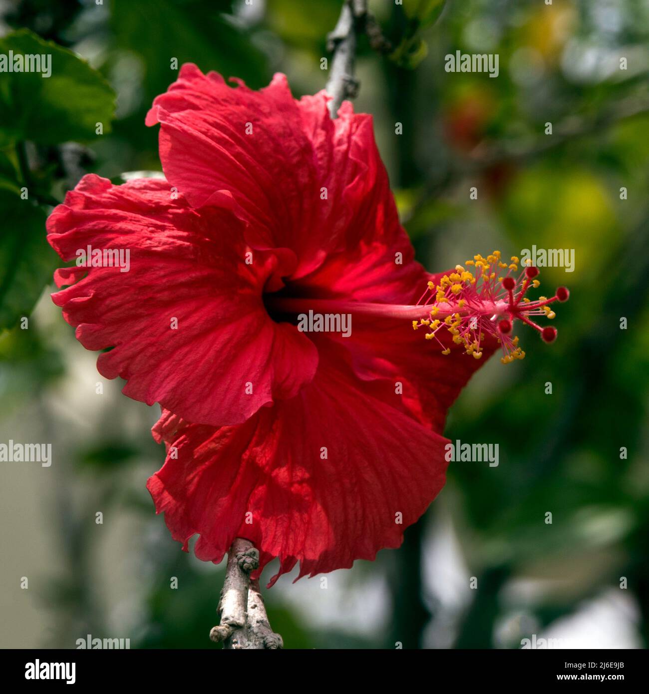 Red Hibiscus rosa-siniensis Stock Photo