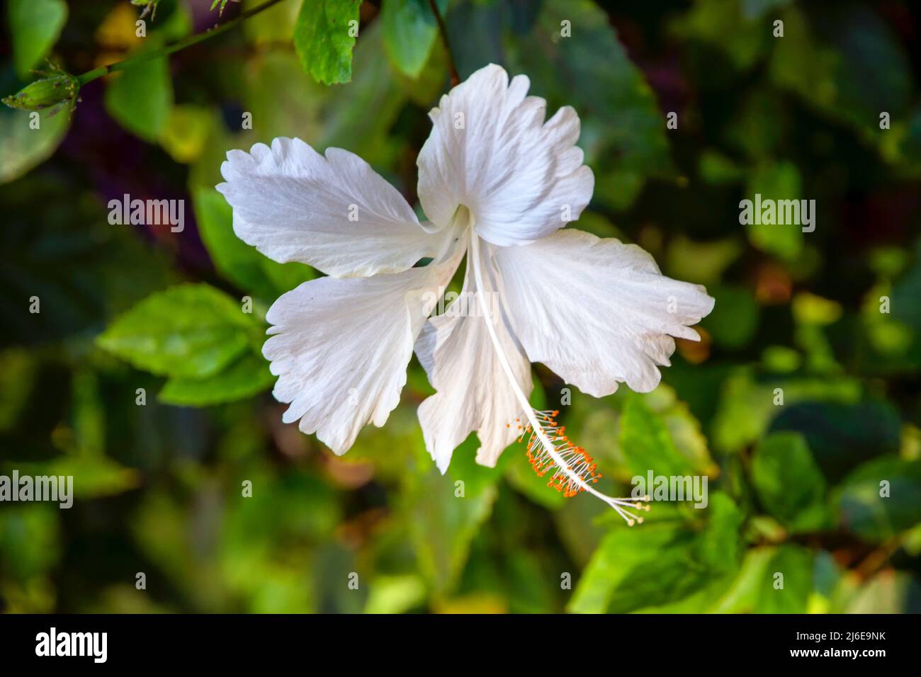 White Hibiscus Flower Stock Photo