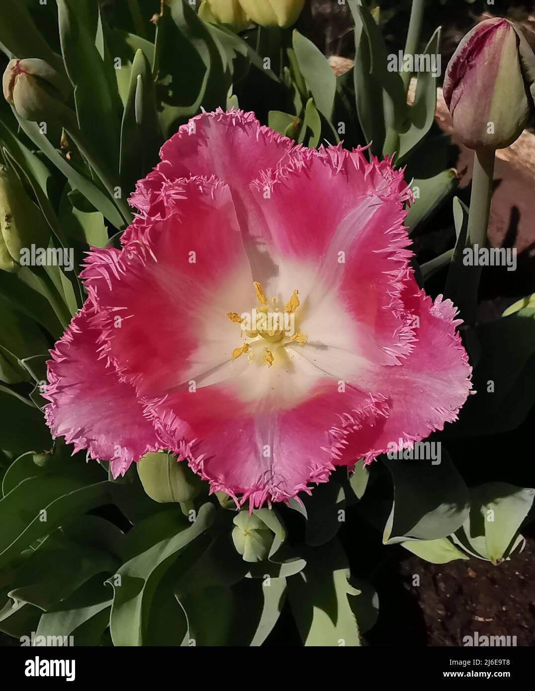 Single pink tulip with shaggy edged petals and buds behind Stock Photo