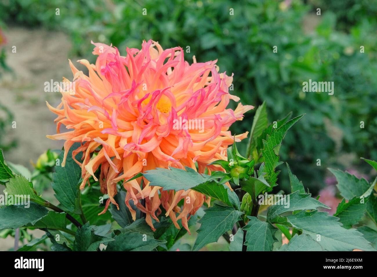 Dahilia in gardening nursery. Natural vibrant blooming background. Water pipe flower. Closeup. Stock Photo