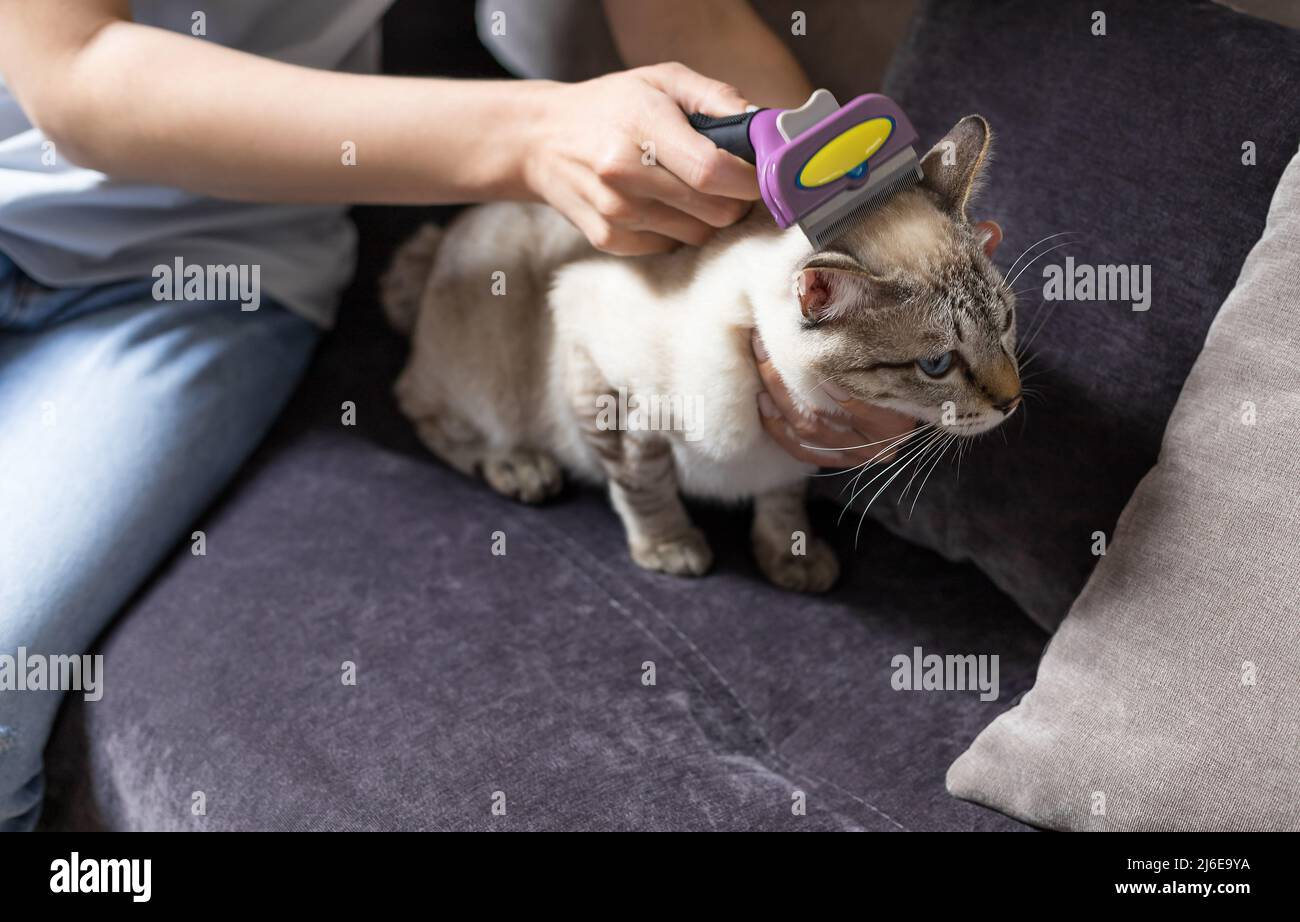 woman combing grey tabby cat with brush Stock Photo Alamy
