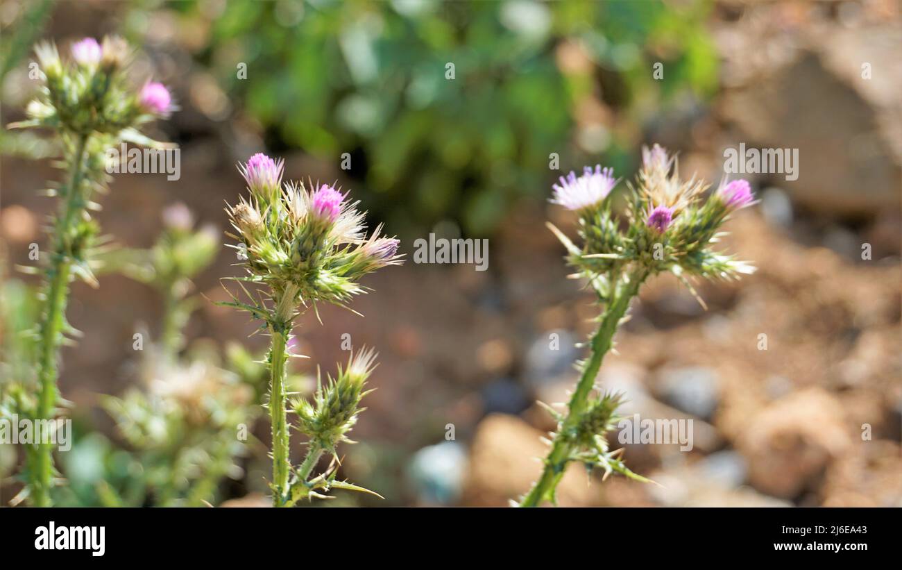 Flowers of Carduus pycnocephalus also known as Italian, plumeless and Plymouth thistle Stock Photo
