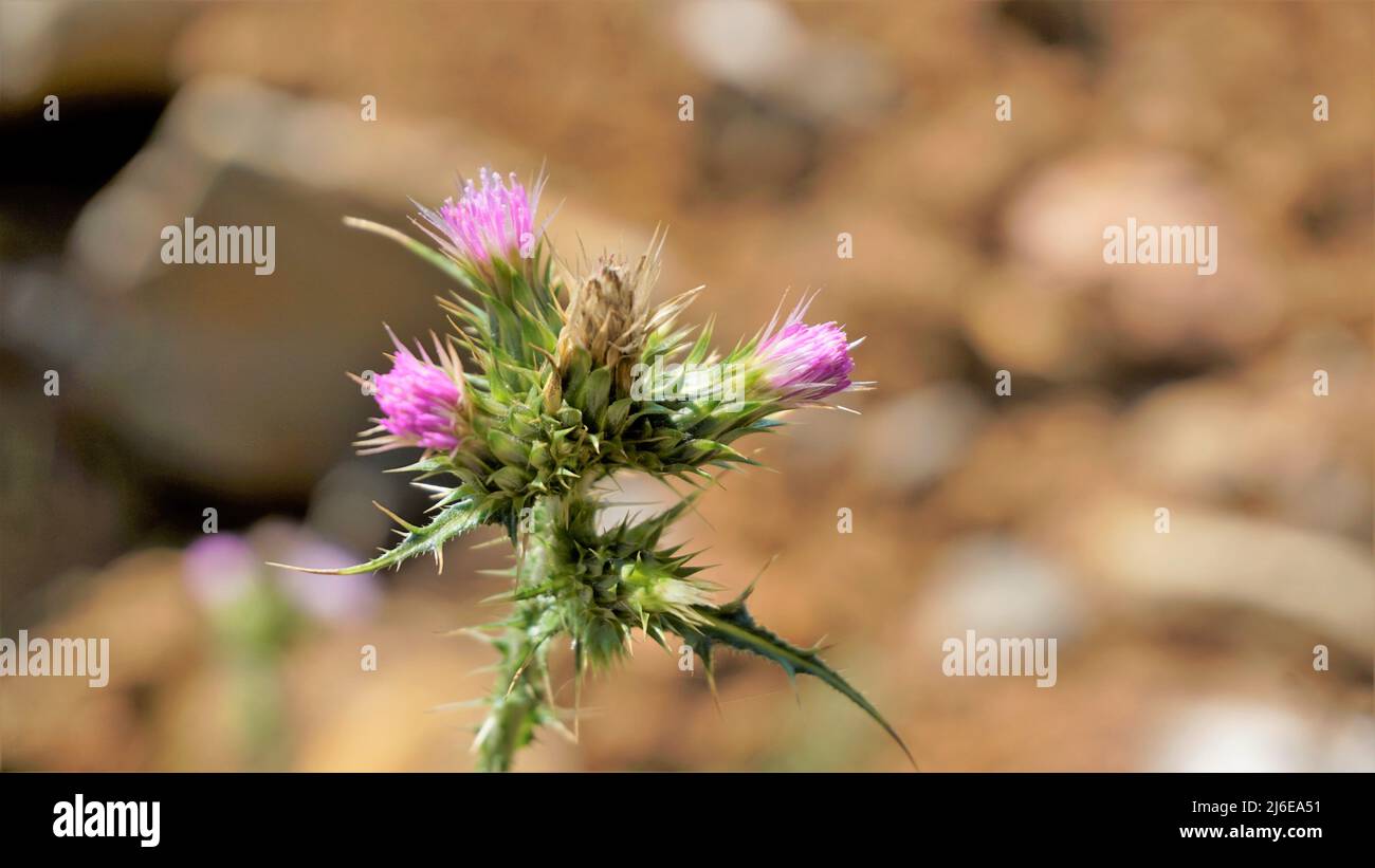 Flowers of Carduus pycnocephalus also known as Italian, plumeless and Plymouth thistle Stock Photo