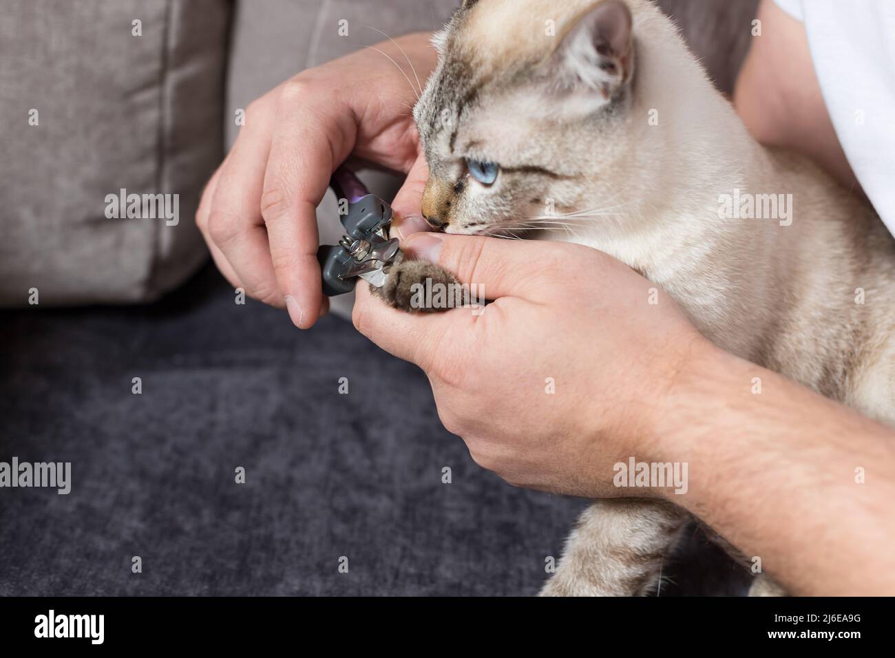 Clipping claws pet cat hi-res stock photography and images - Alamy