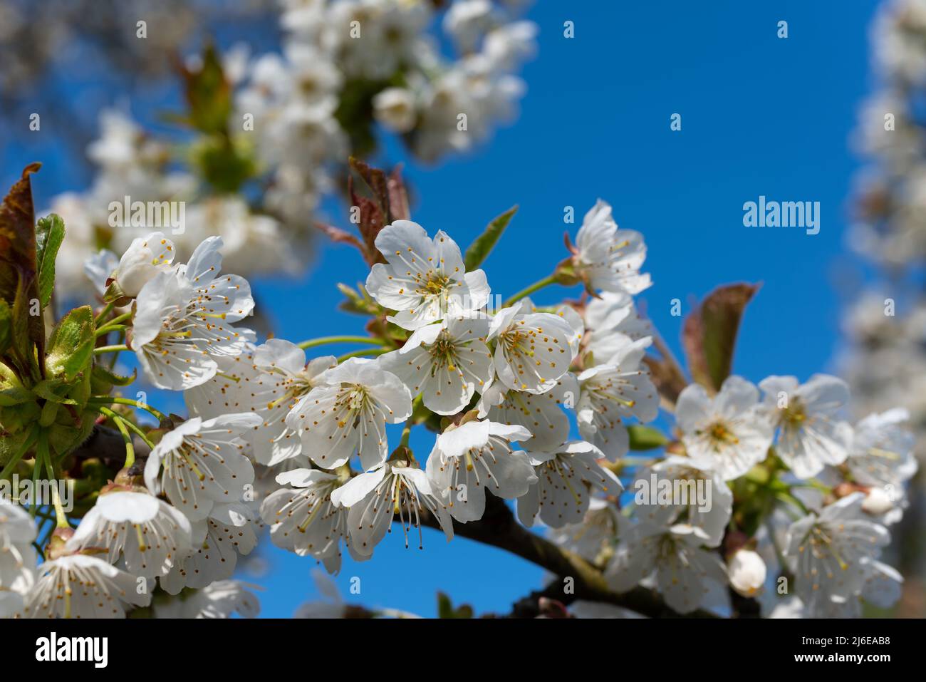 Flowering cherry tree, Prunus avium, in spring Stock Photo