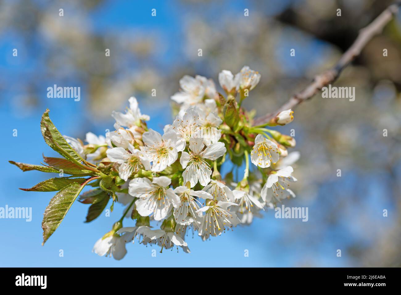 Flowering cherry tree, Prunus avium, in spring Stock Photo