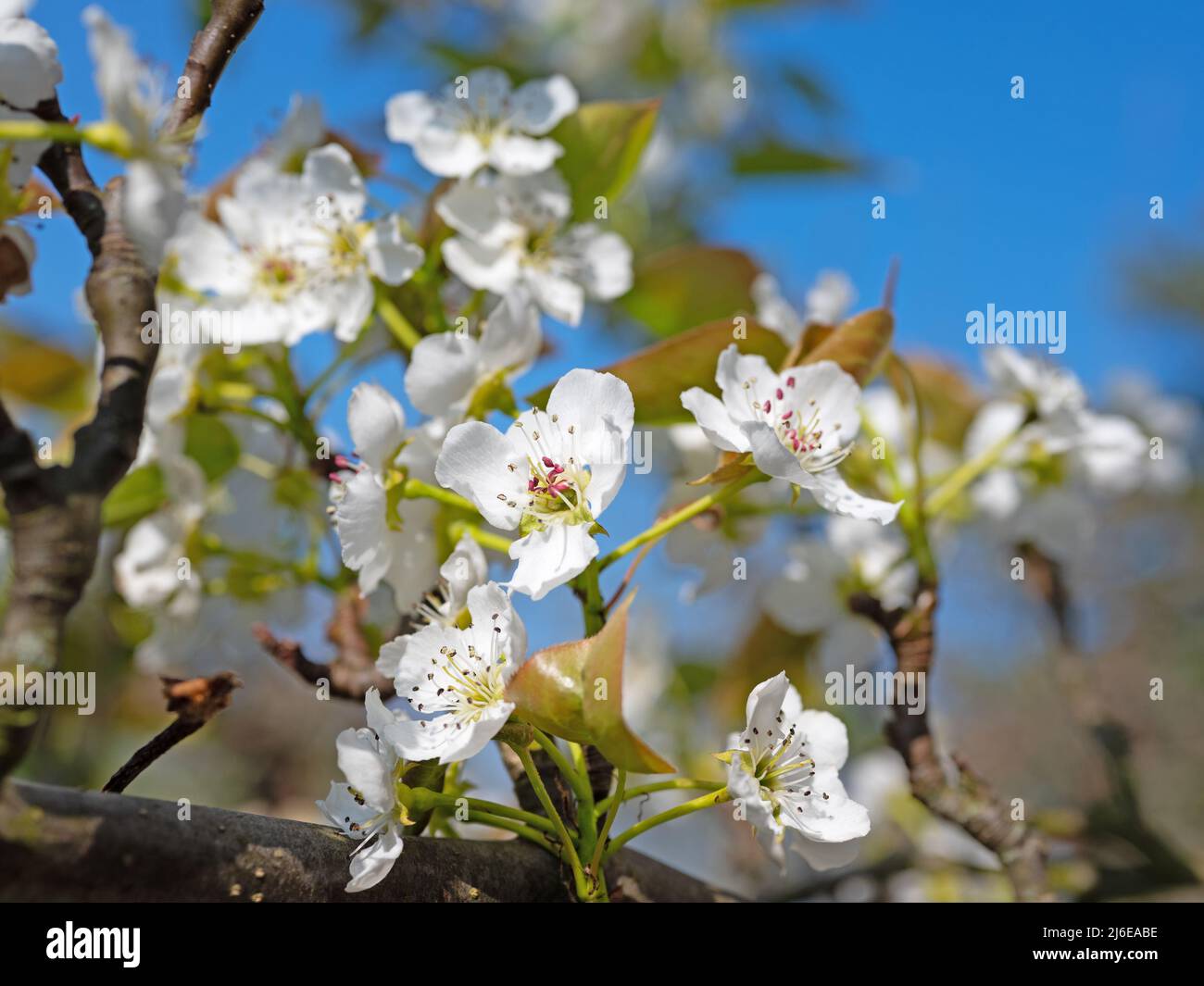 Bloosoms of the Nashi pear, Pyrus pyrifolia, in spring Stock Photo