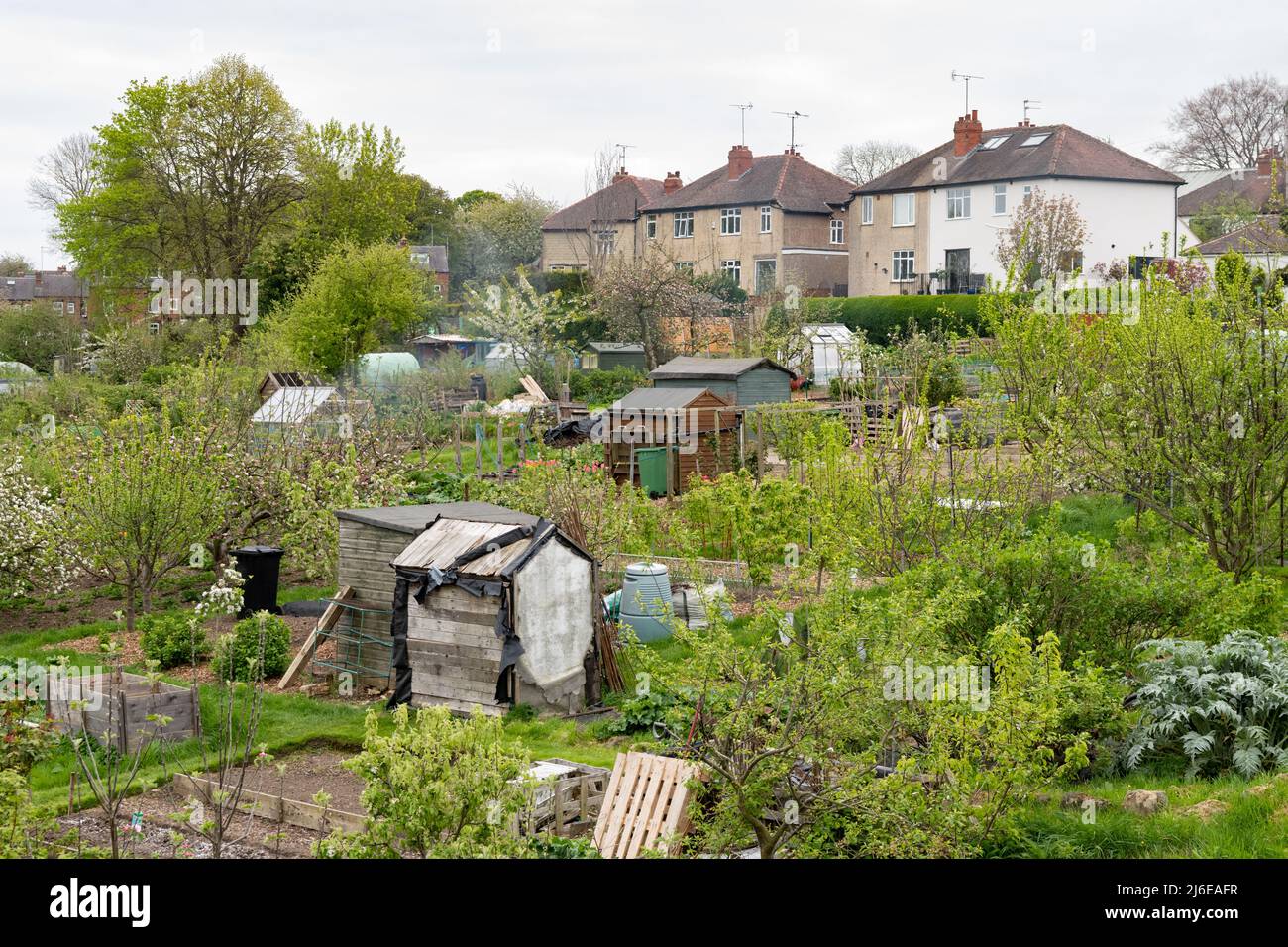 Allotments in UK - Gledhow Valley Allotments with typical terraced housing in Chapel Allerton, Leeds, England Stock Photo