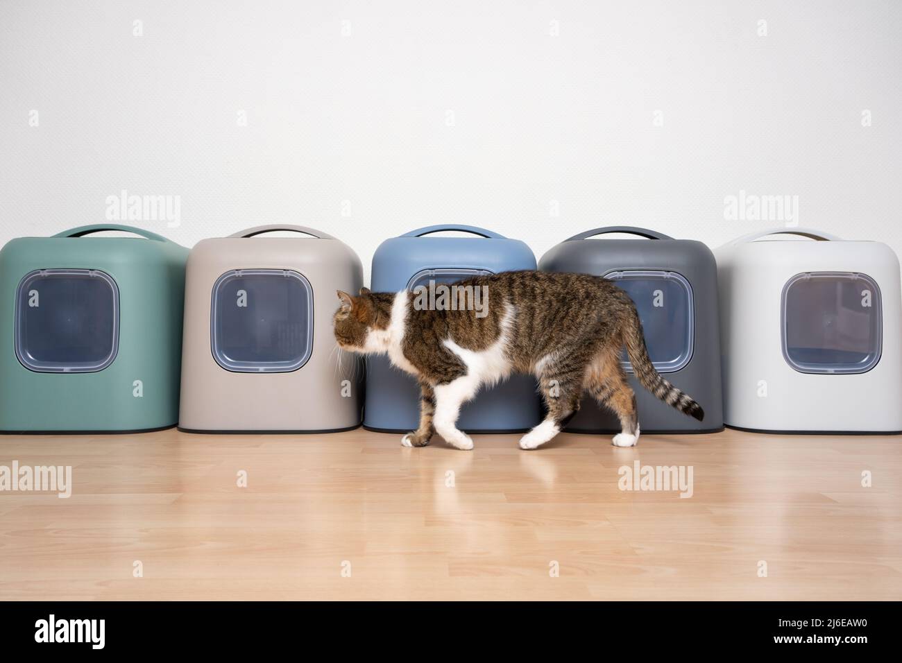 cat walking past a row of different colored litter boxes with copy space Stock Photo