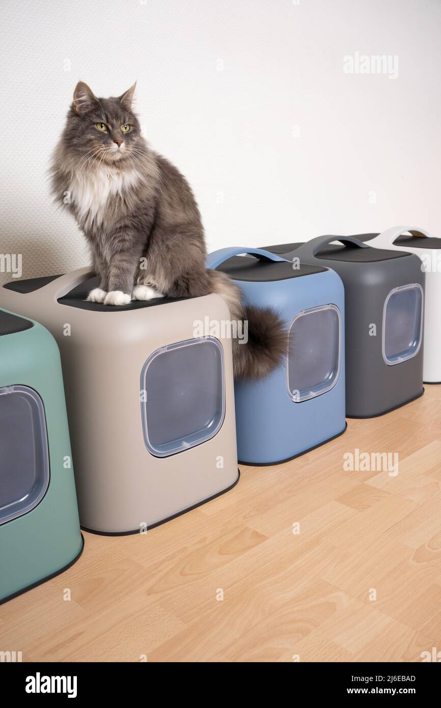 cat sitting on top of hooded litter boxes looking away with copy space Stock Photo