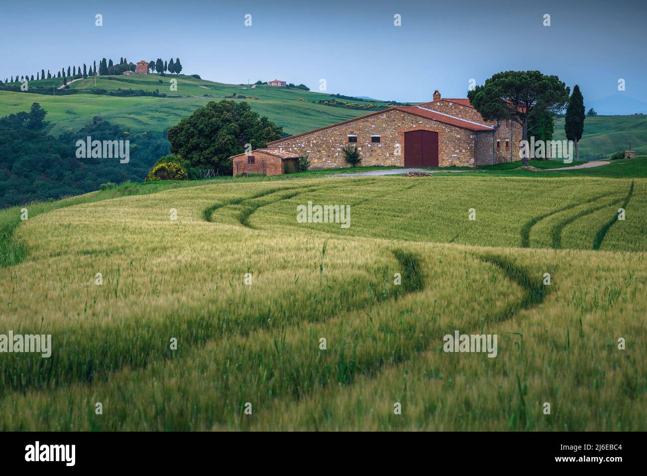 Stunning countryside scenery with green grain fields and rustic rural building in background, Tuscany, Italy, Europe Stock Photo