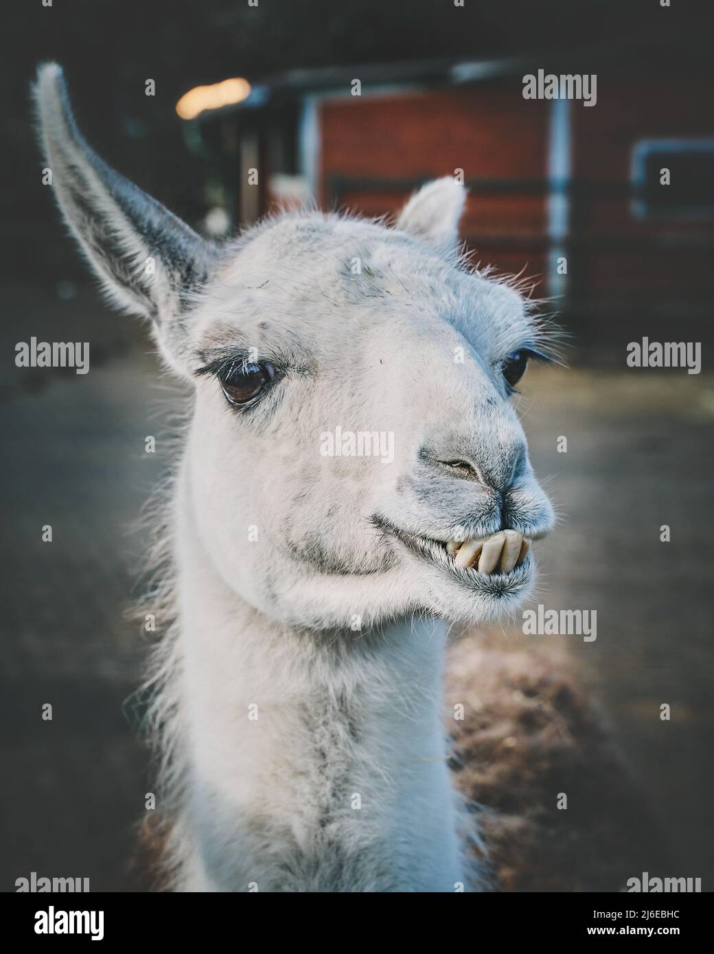 Friendly and Silly Lama in a Sanctuary. High quality photo Stock Photo