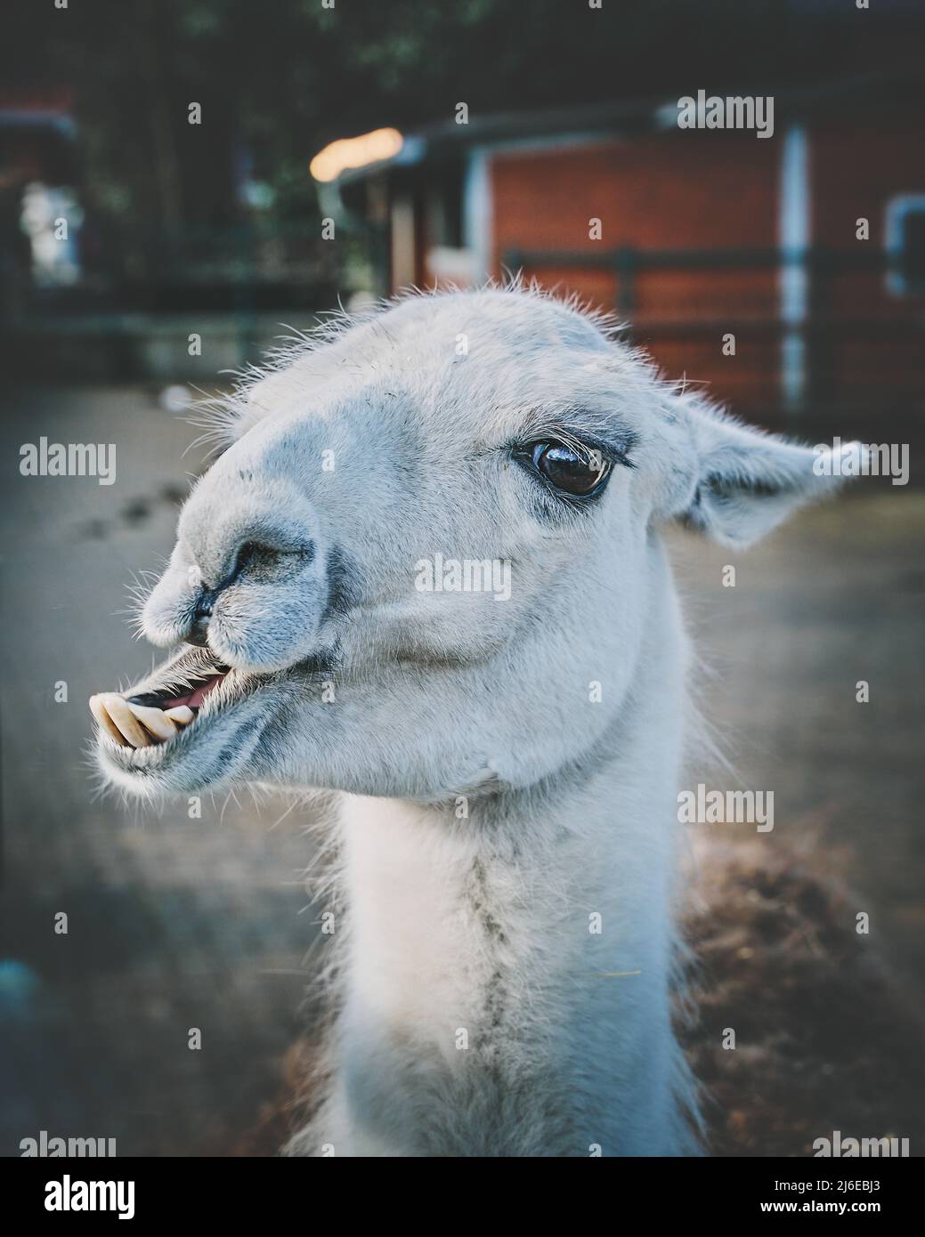 Friendly and Silly Lama in a Sanctuary. High quality photo Stock Photo