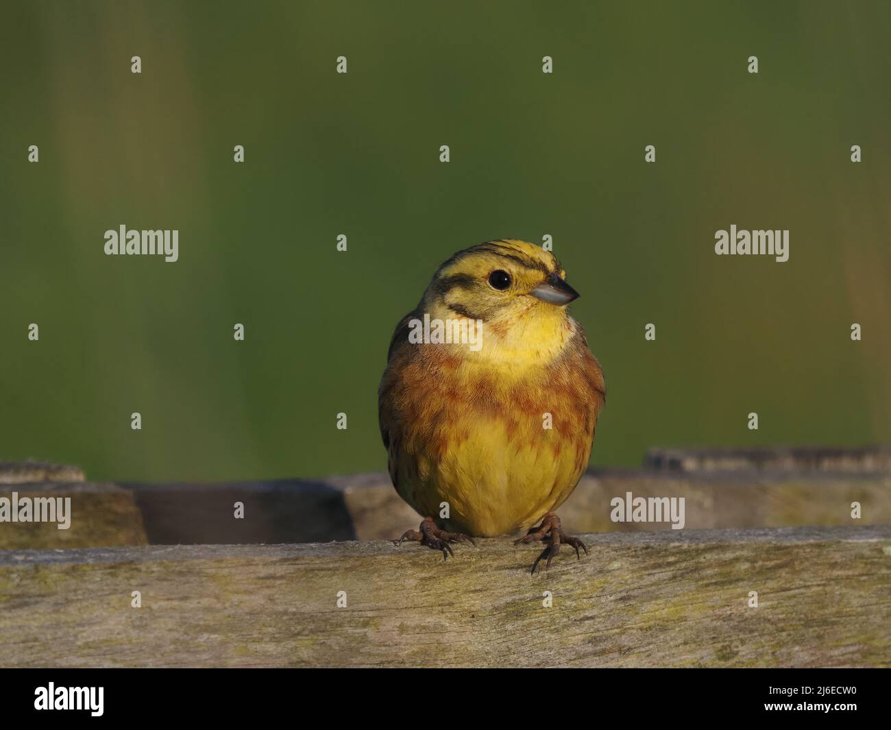 Yellowhammer in breeding season, the images were taken from a walk / cylcle way where they have become more habituated to people passing. Stock Photo