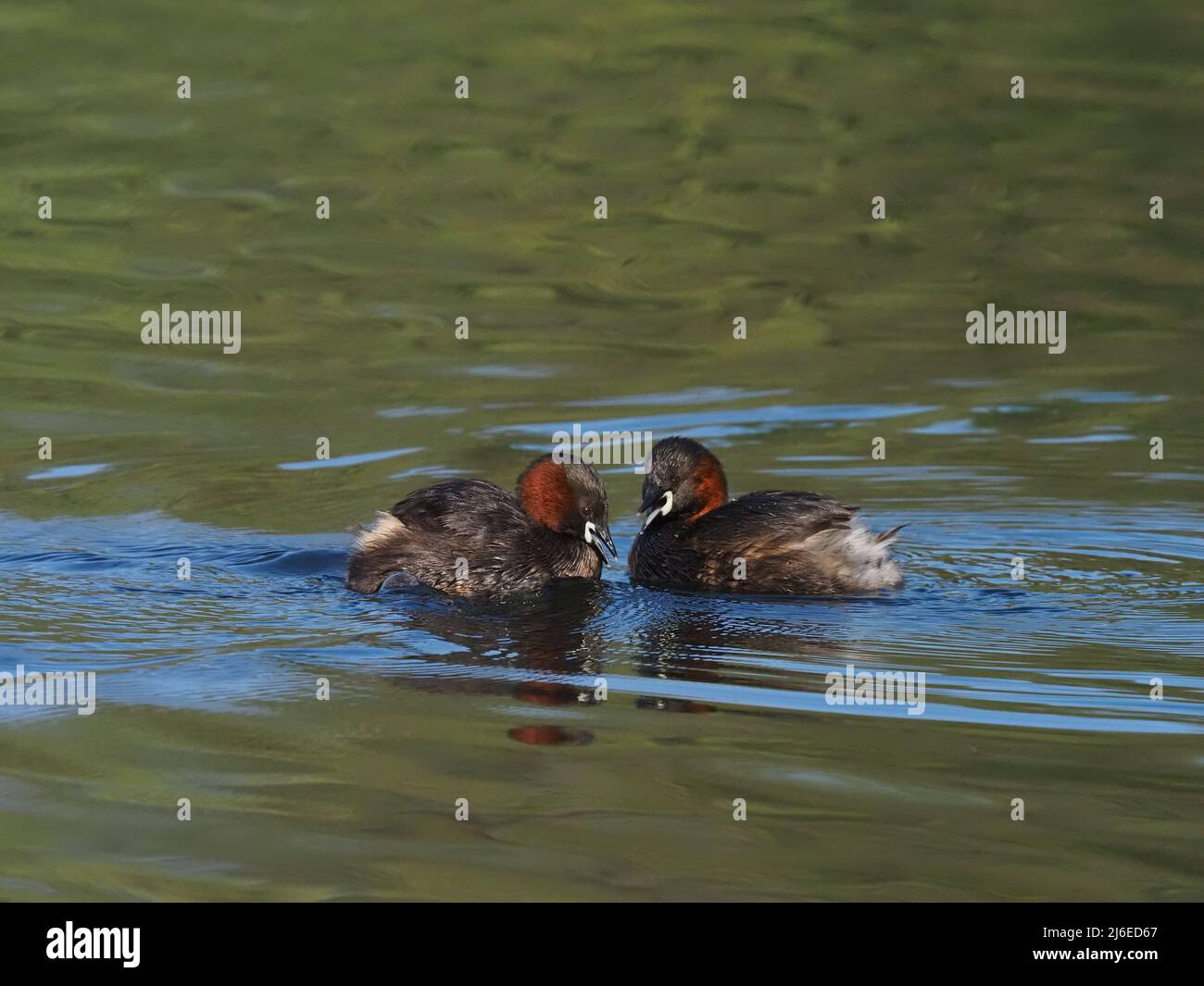 Pre breeding season pairs of little grebe briefly meet each other, frequently calling bonding and establishing territories. Stock Photo