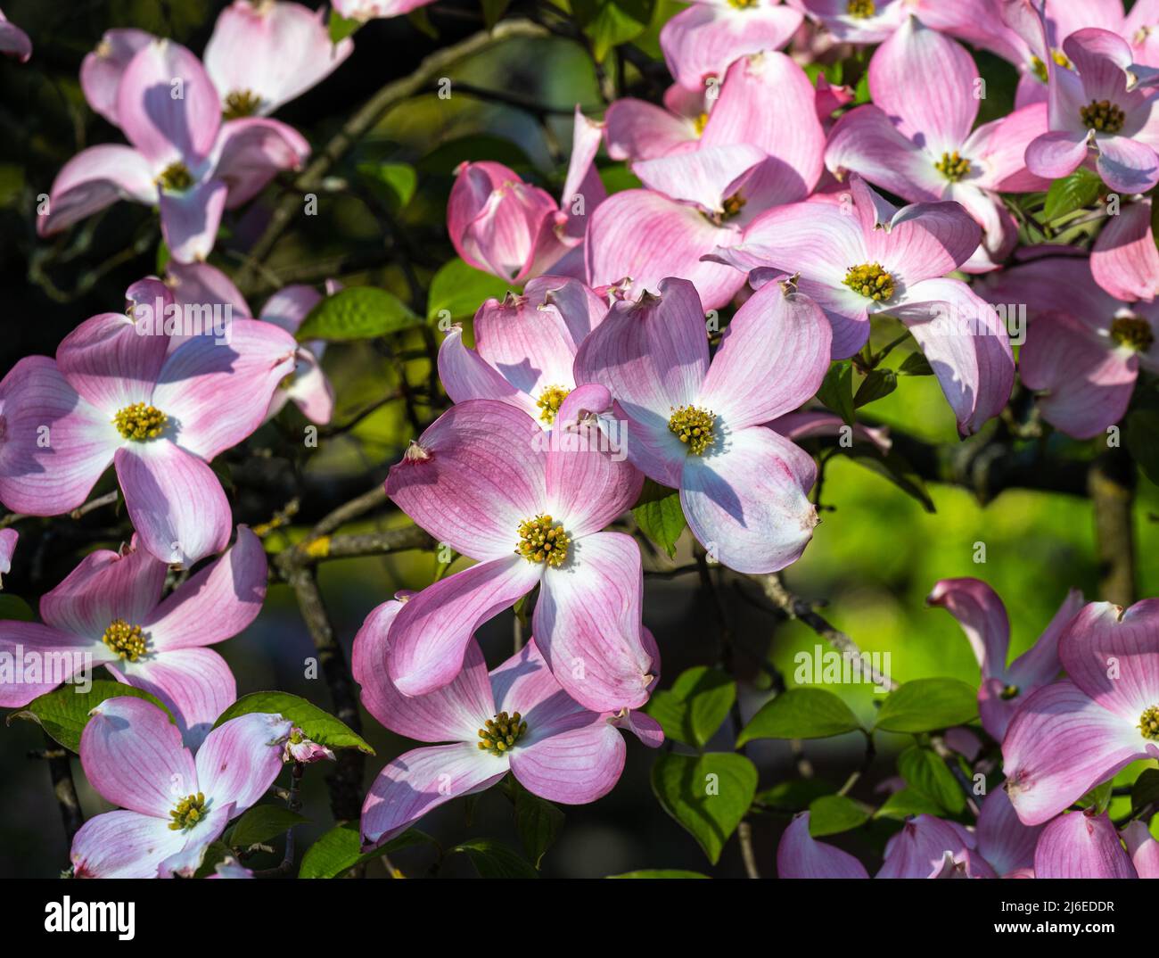 Pink flowers on a dogwood tree in the botanical garden Karlsruhe. Germany, Baden Wuerttemberg, Europe Stock Photo