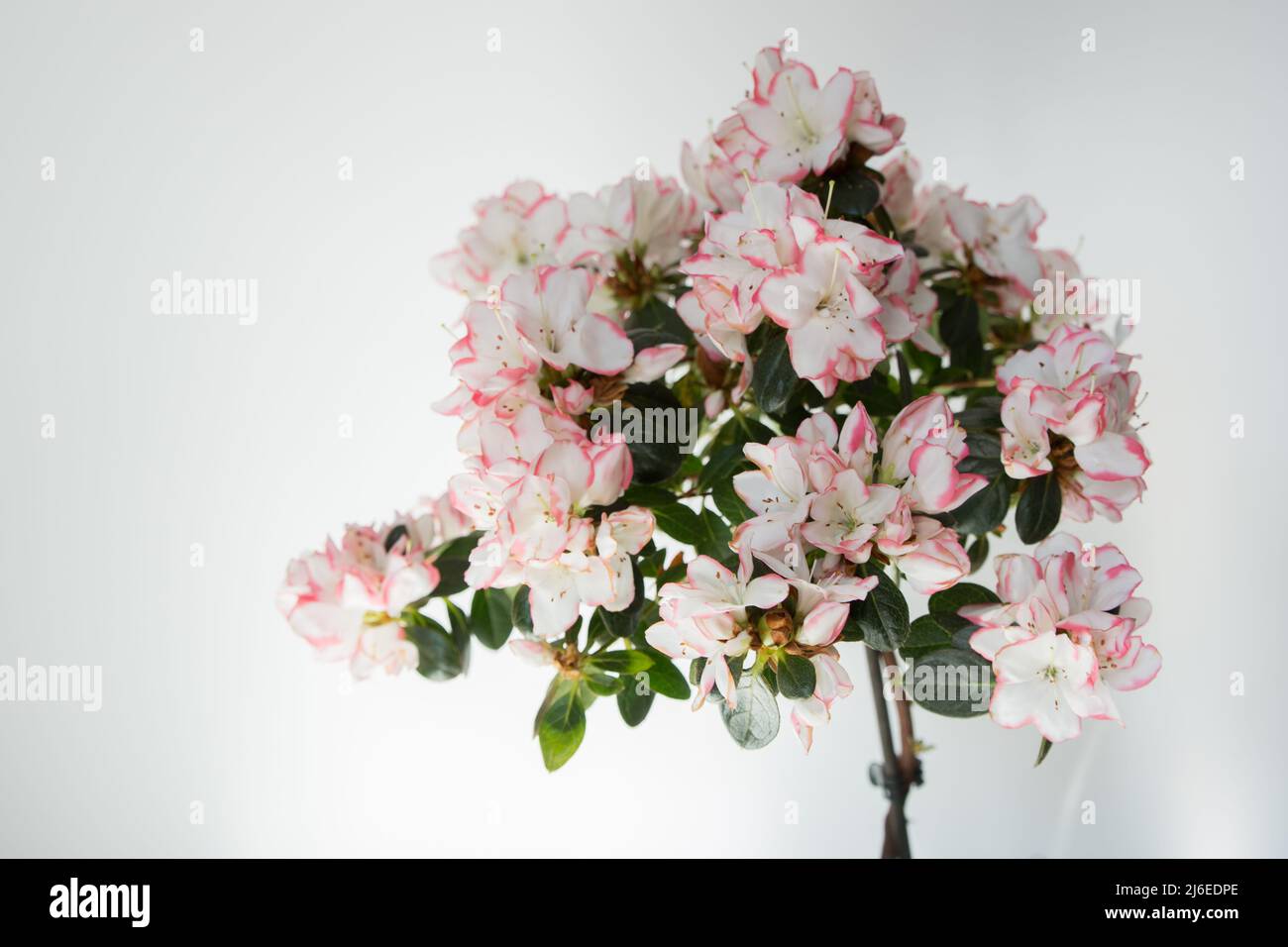 Blooming azalea with pink and white flowers. White background. Azalea is the flower of  Sao Paulo, in Brazil Stock Photo