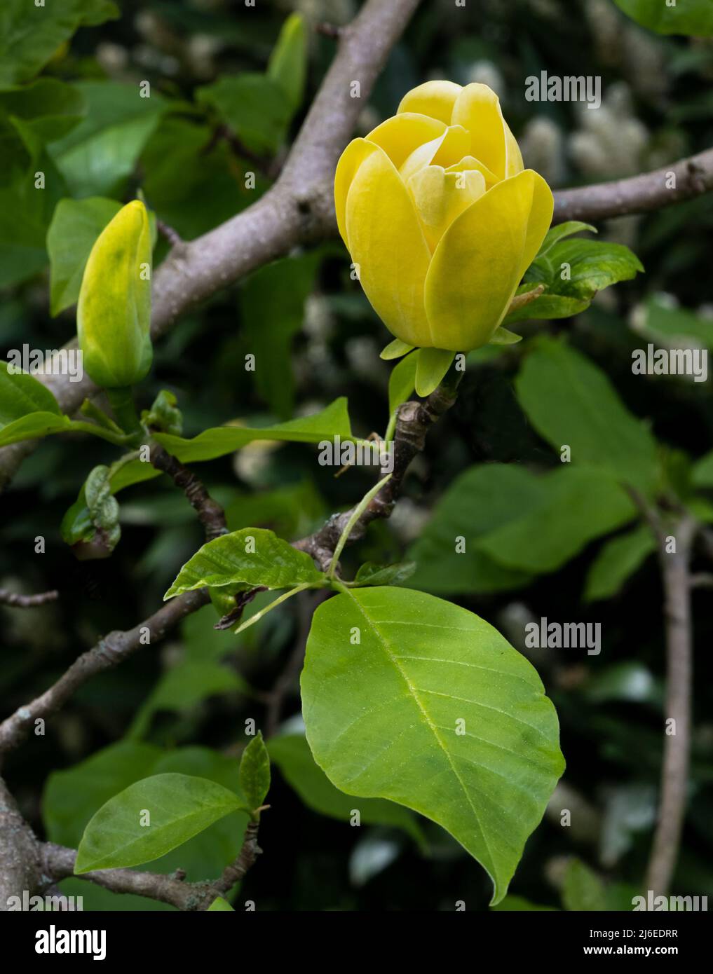 Yellow magnolia hi-res stock photography and images - Alamy