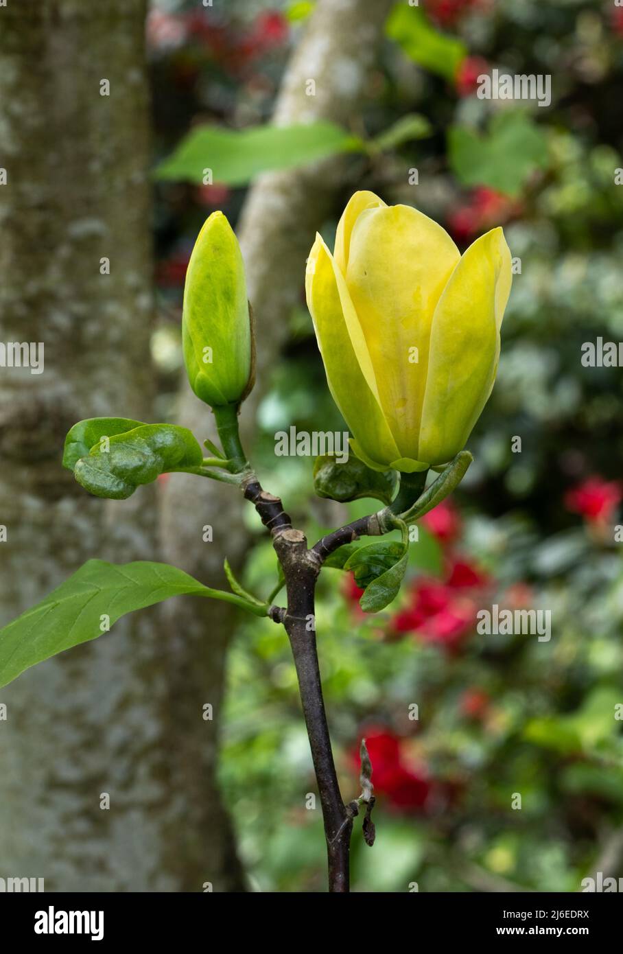 Yellow magnolia hi-res stock photography and images - Alamy