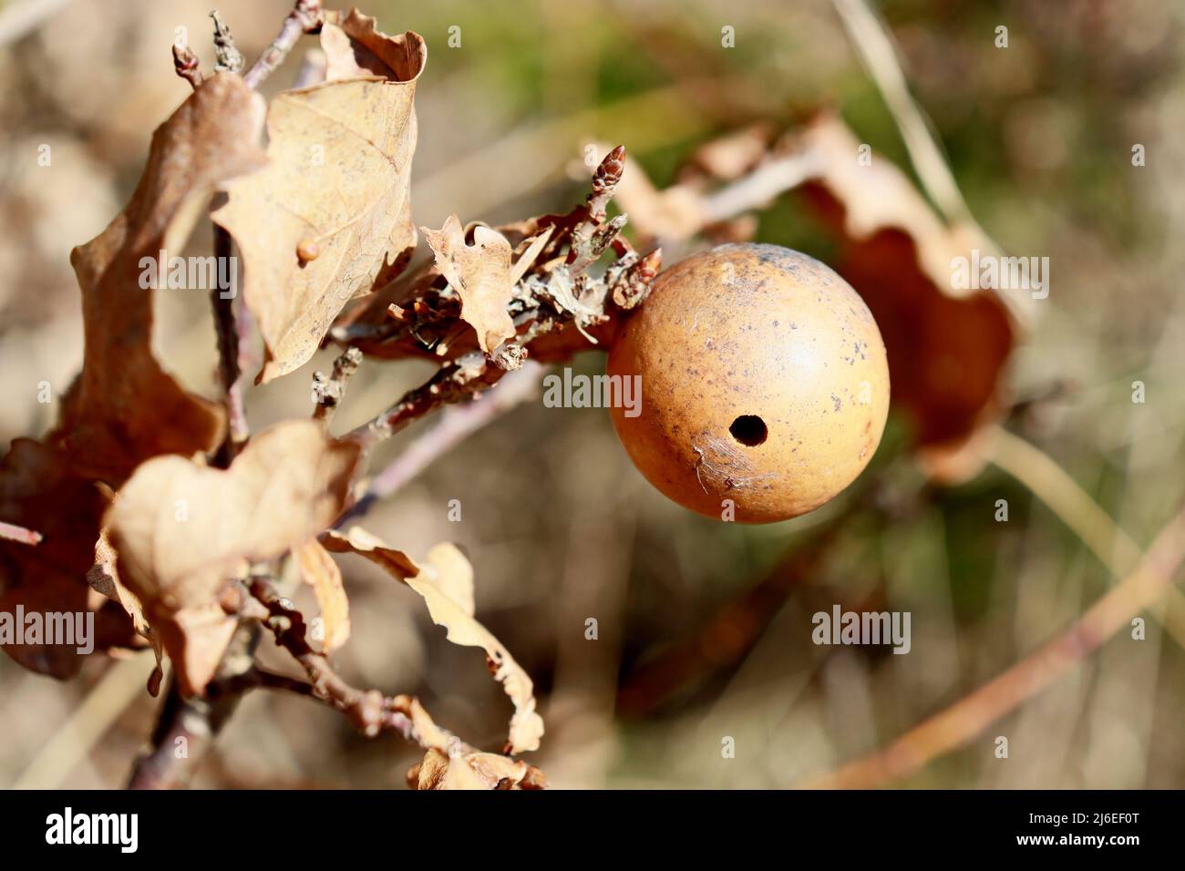Withered oak leaves hi-res stock photography and images - Alamy