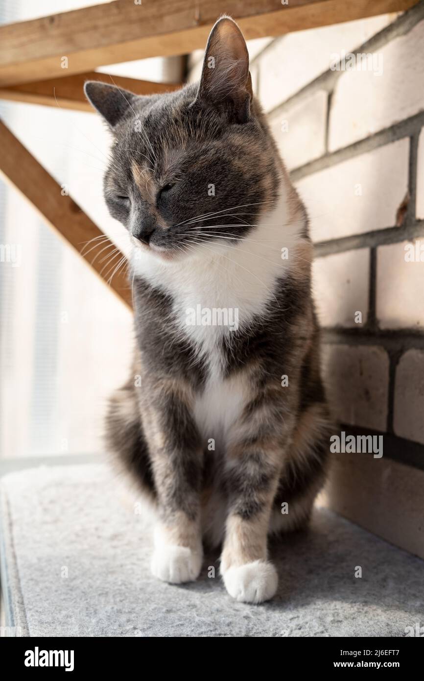 Sad, bored cat lowered its head and sits on a felt bedding, on a balcony, against a brick wall.  Stock Photo