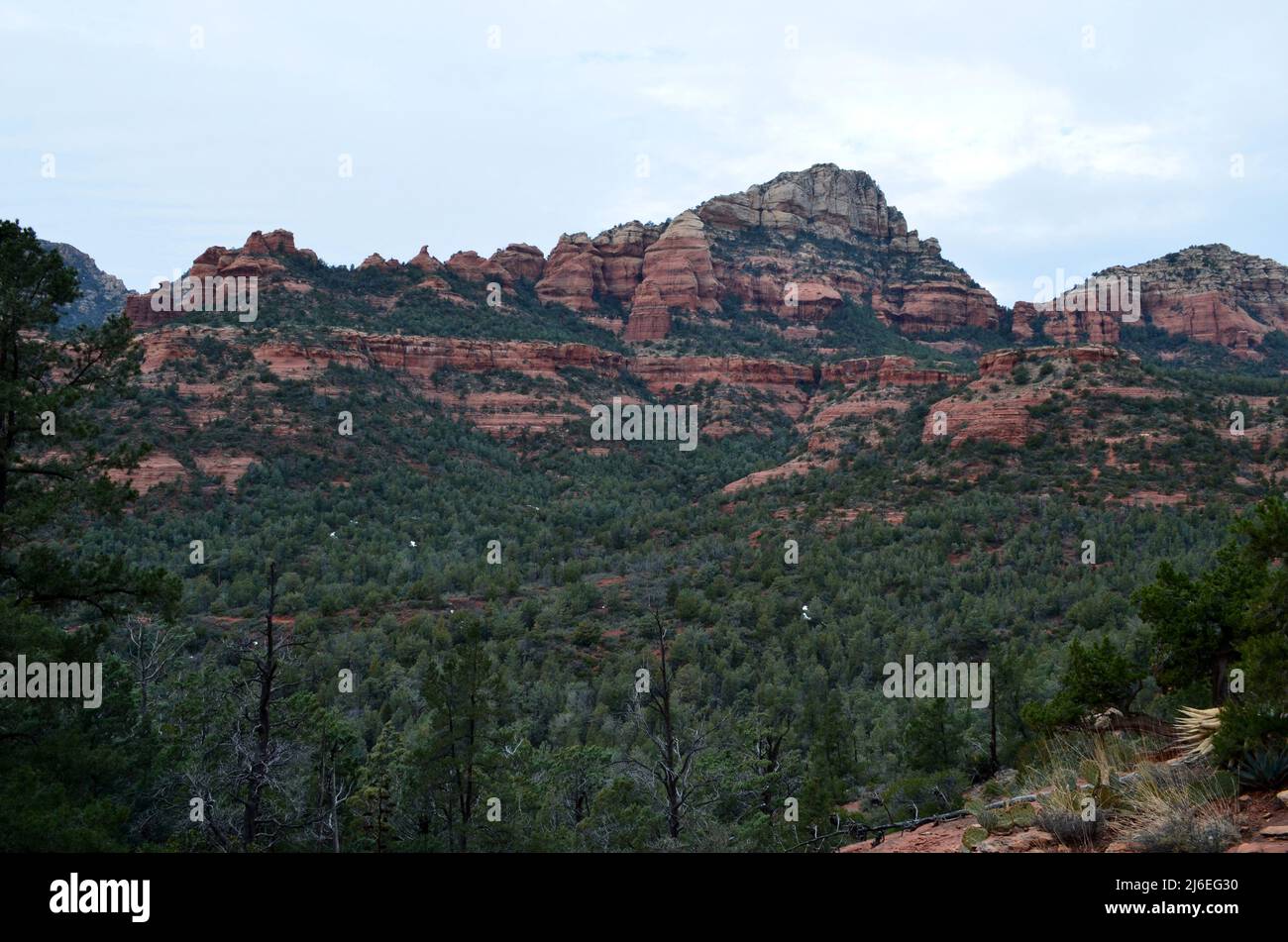 Evergreen trees growing along the base of the red rock formations in Sedona Stock Photo Alamy