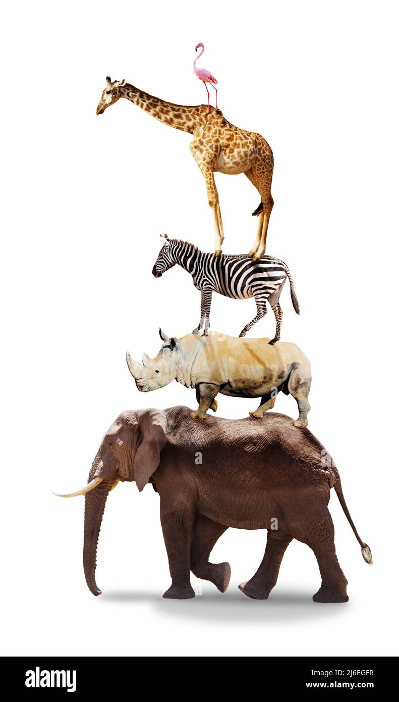 Many African animals on top of each other pyramid Stock Photo