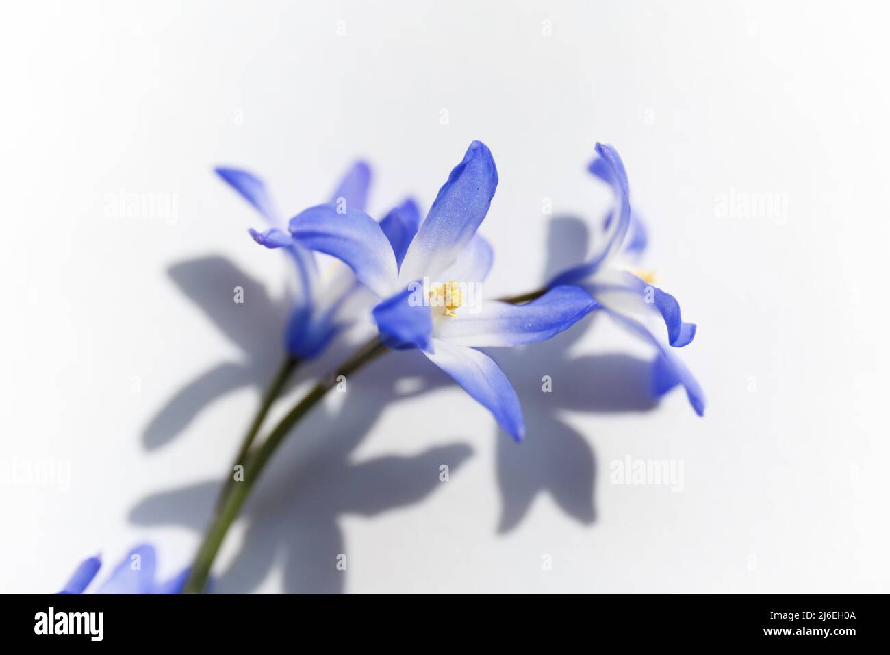 Chionodoxa. Closeup of blooming blue scilla luciliae flowers Stock Photo