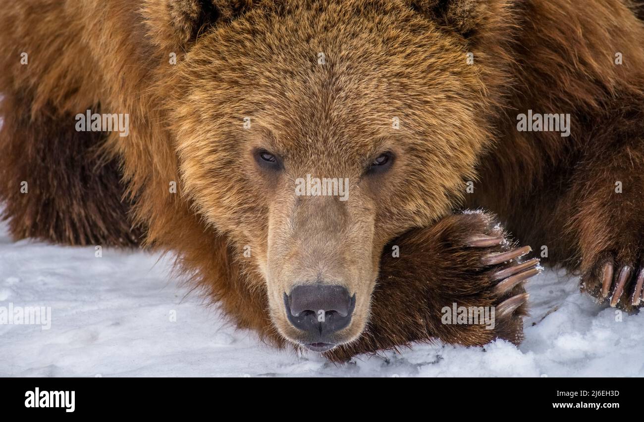 brown bear lying down looking at camera Stock Photo